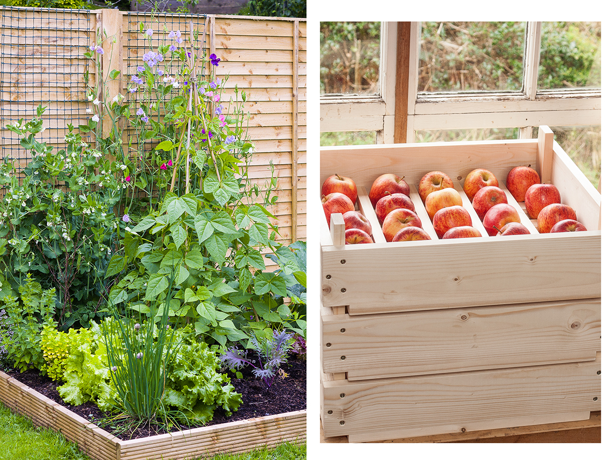 Building a better veg garden